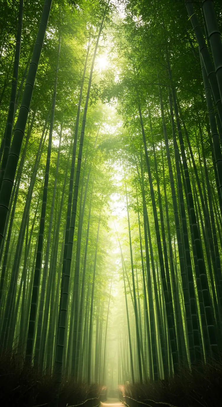 beautiful sunlit bamboo forest