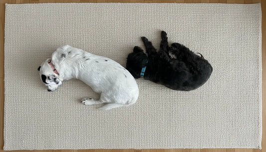 a black and a white dog lying on a jute rug 